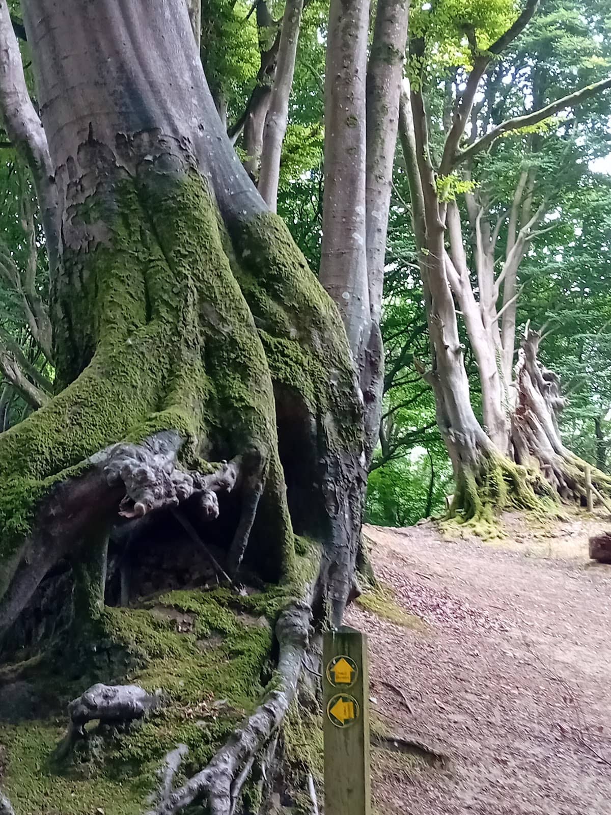 Dog-Friendly Exploration