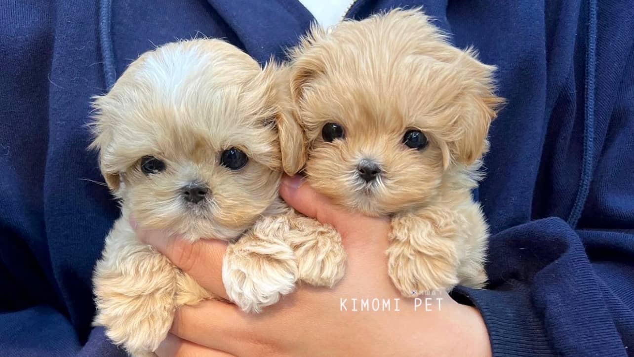 Chic Pet Boutique