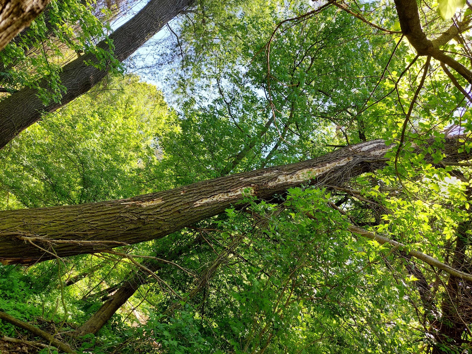 Kierling Klosterneuburg - Image 1