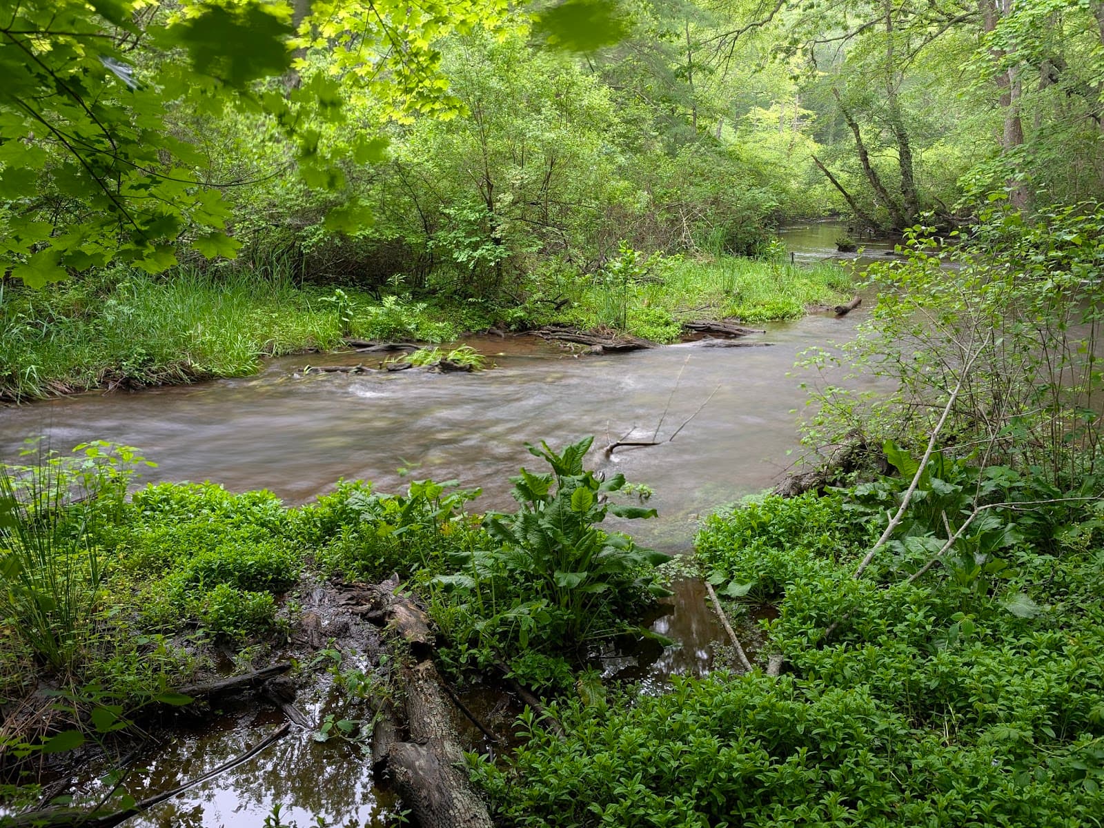 Quashnet River Wildlife Management Area - Image 1