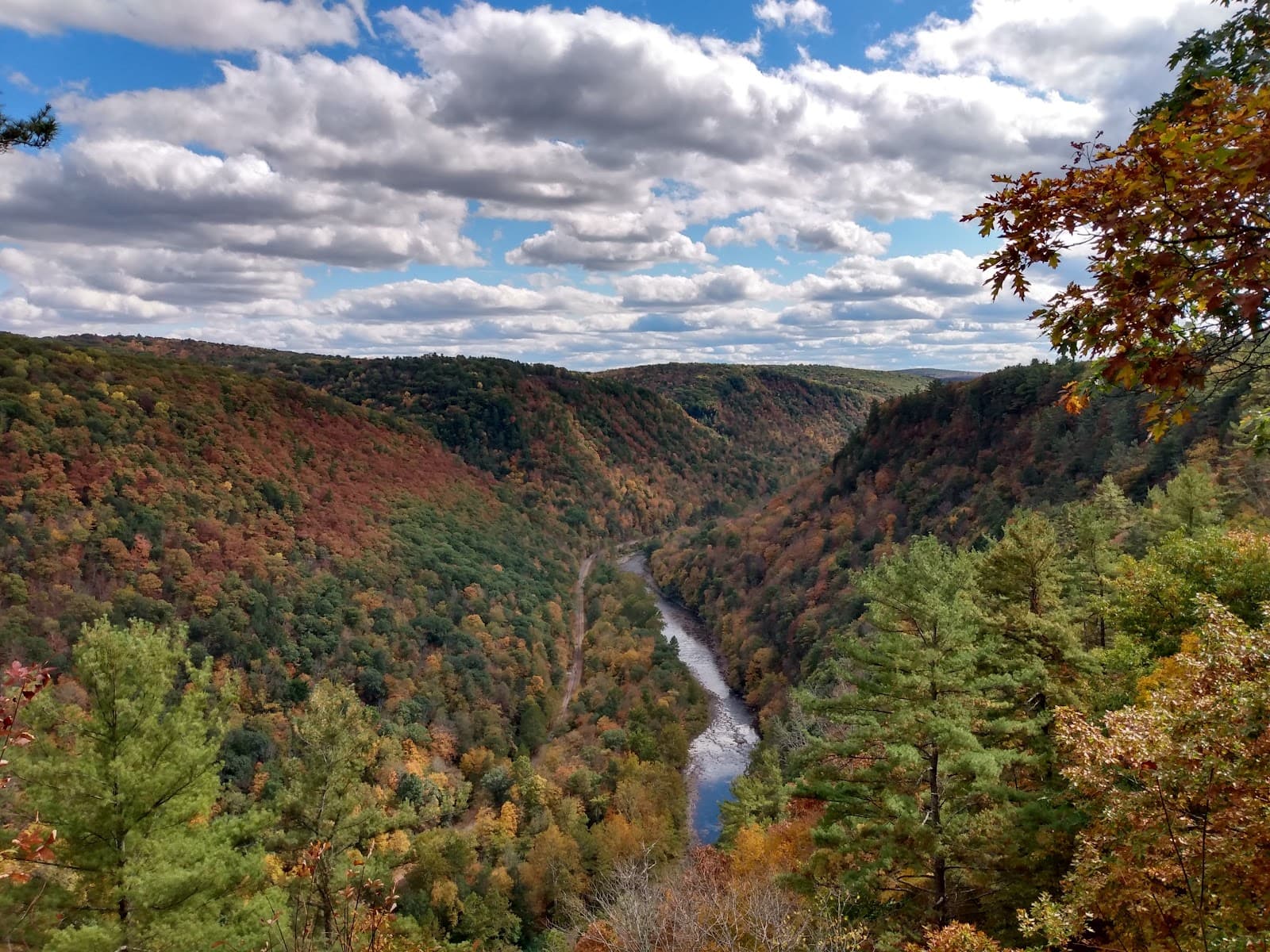 Tioga State Forest - Image 1