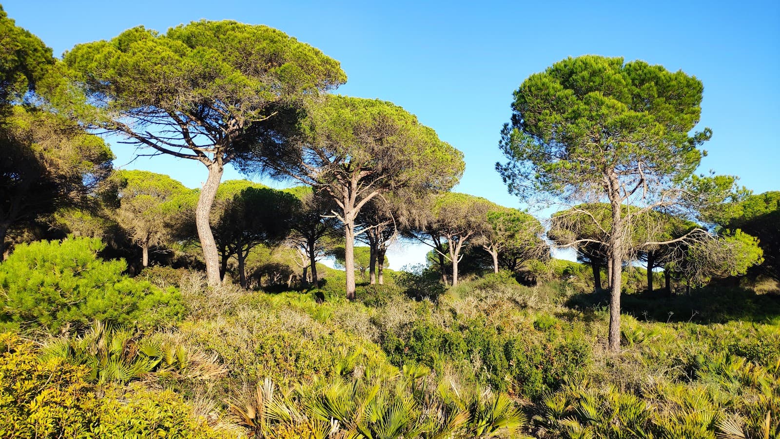 Pinar de Roche - Image 1