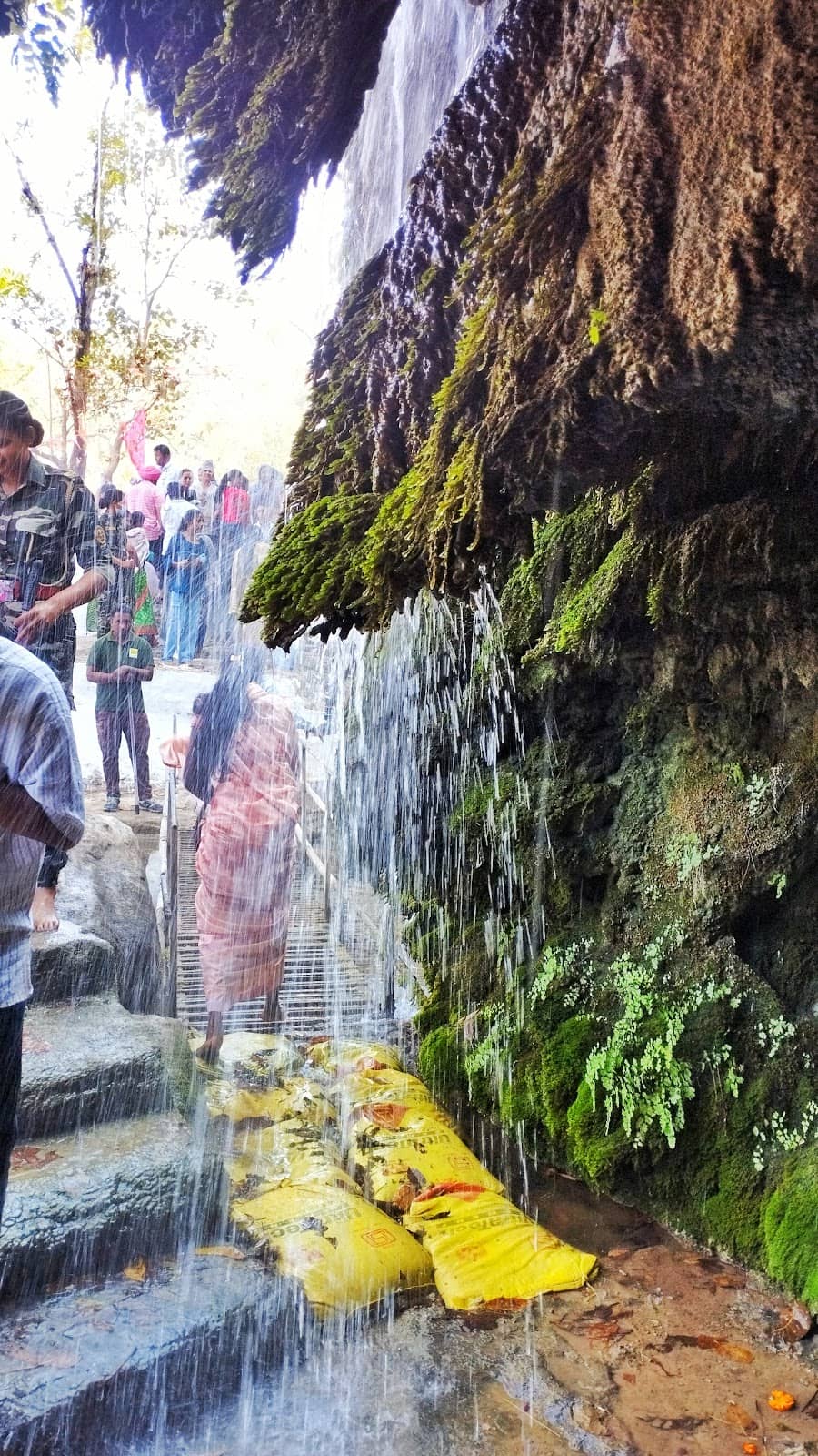 Dense Forest Surroundings