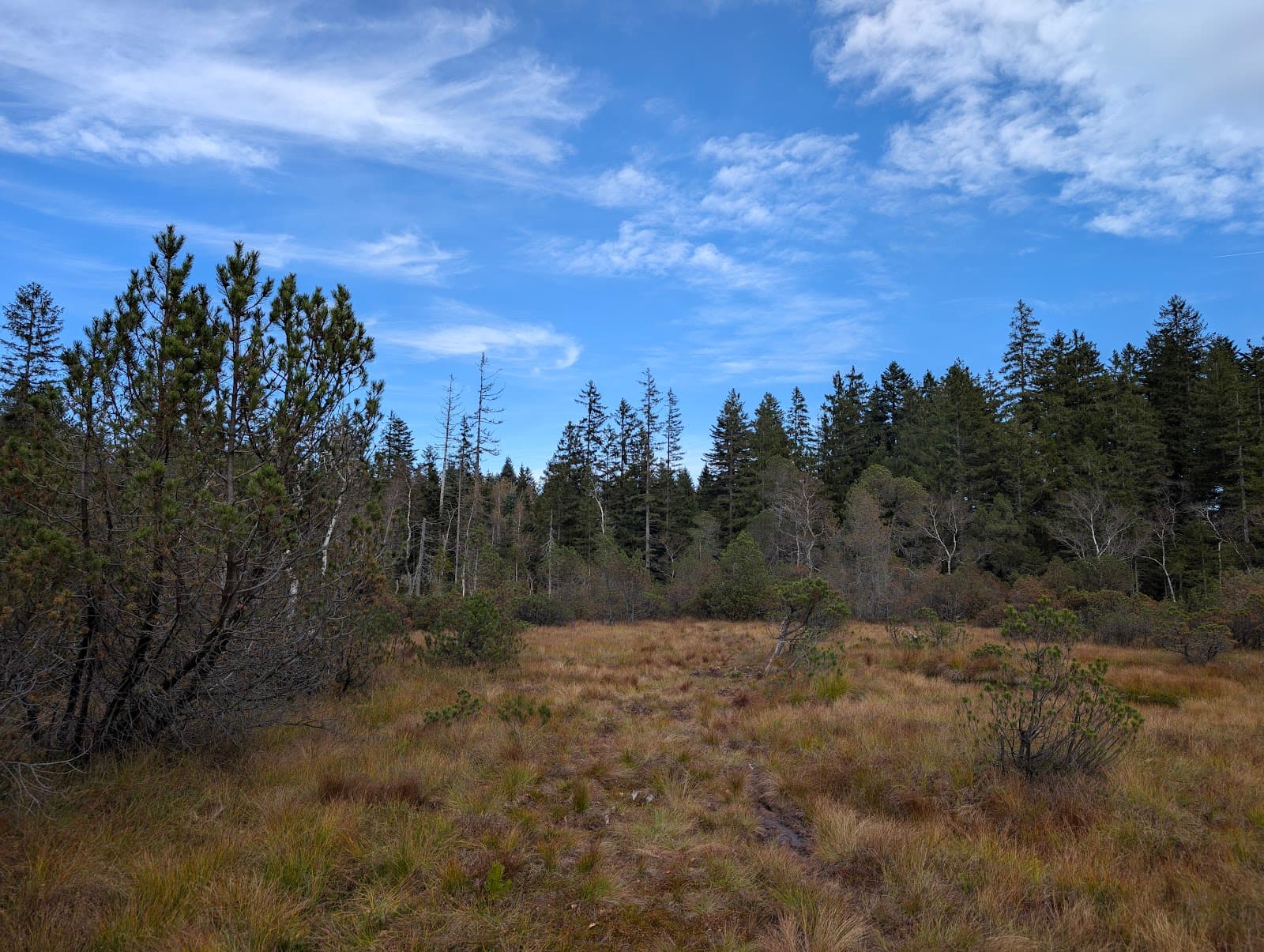 Bödele Pass and Fohramoos Moor - Image 1