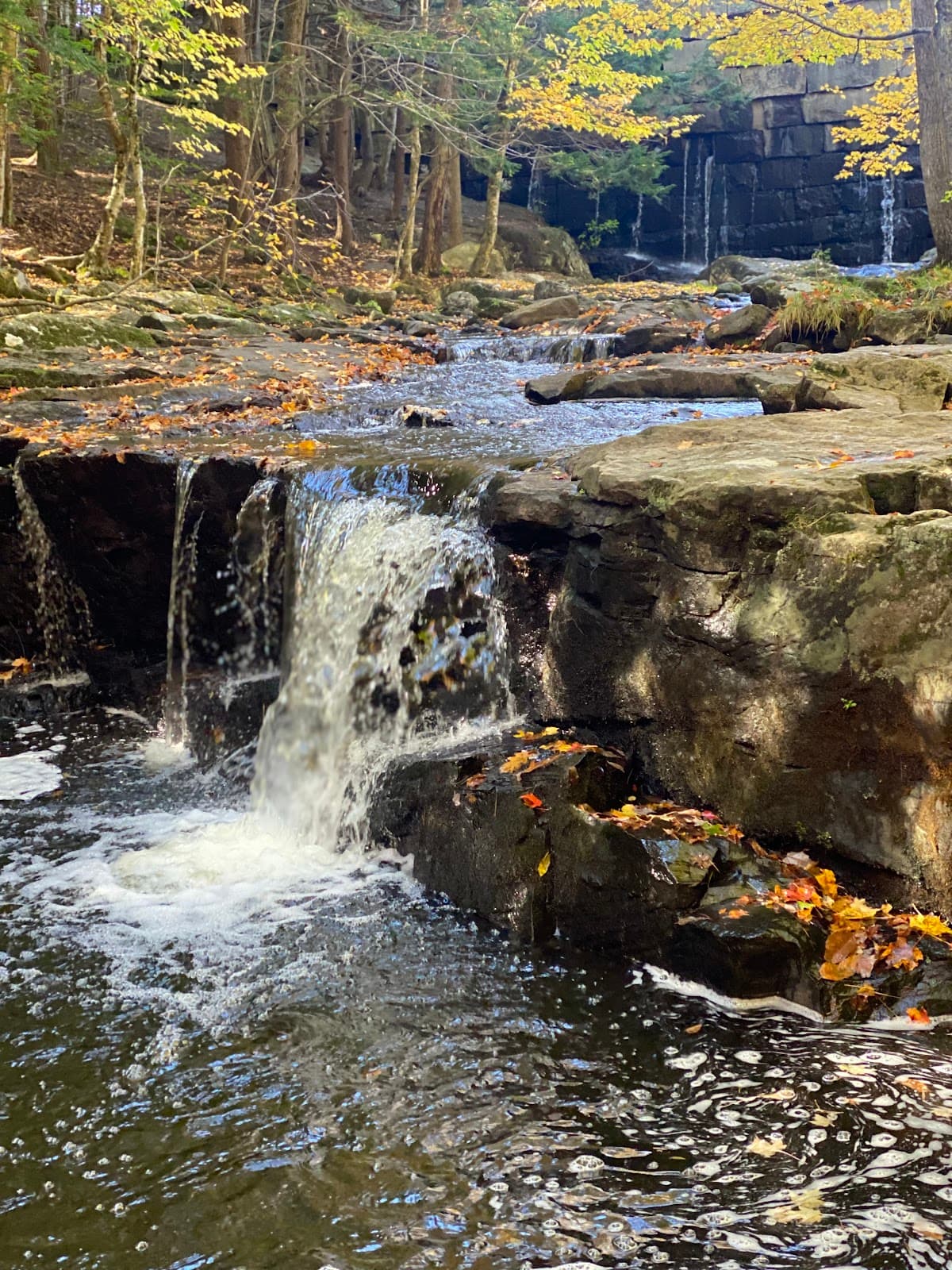Mount Plunkett & St John's Wood Nature Reserve - Image 1
