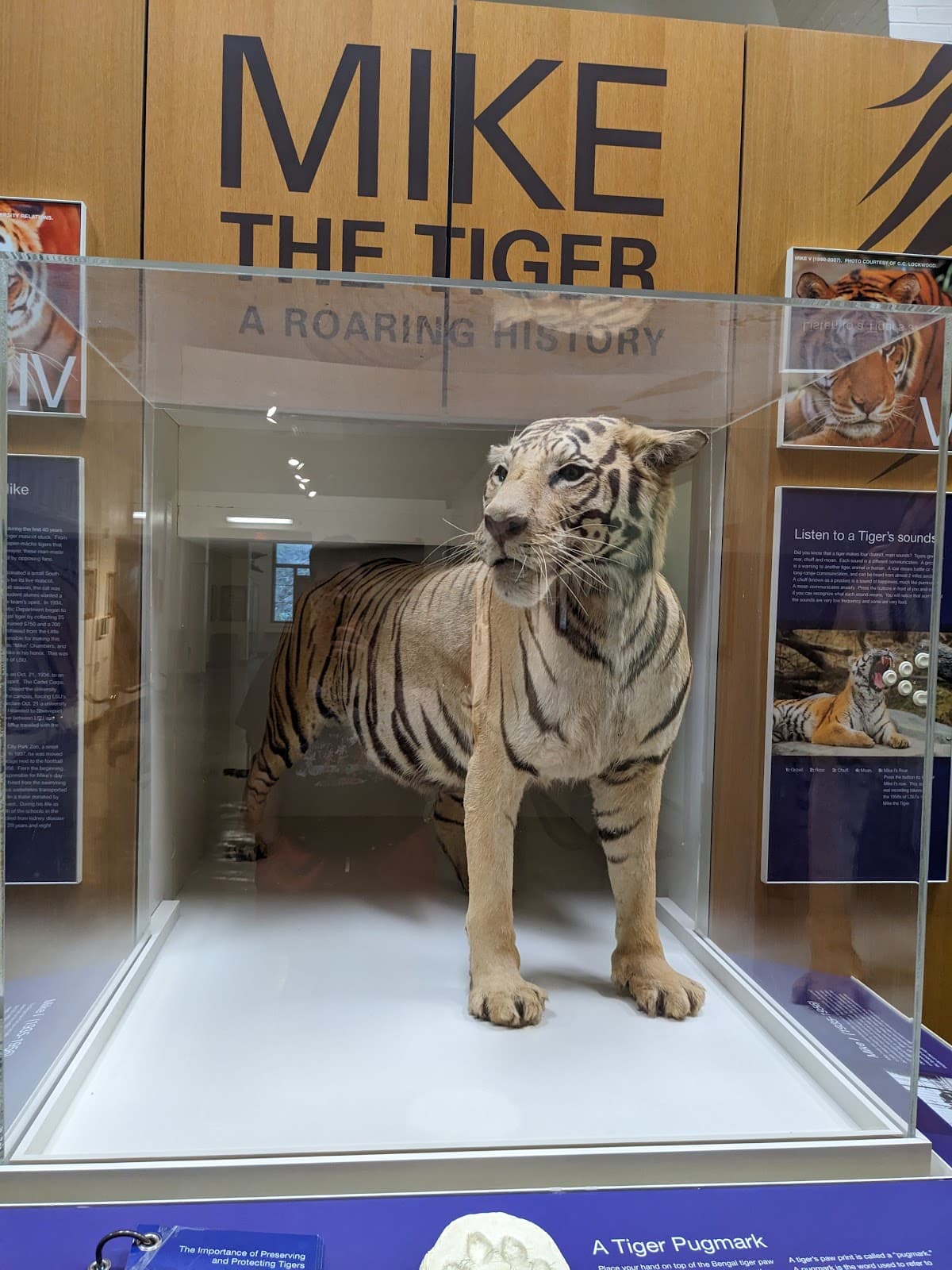 LSU Museum of Natural Science - Image 1