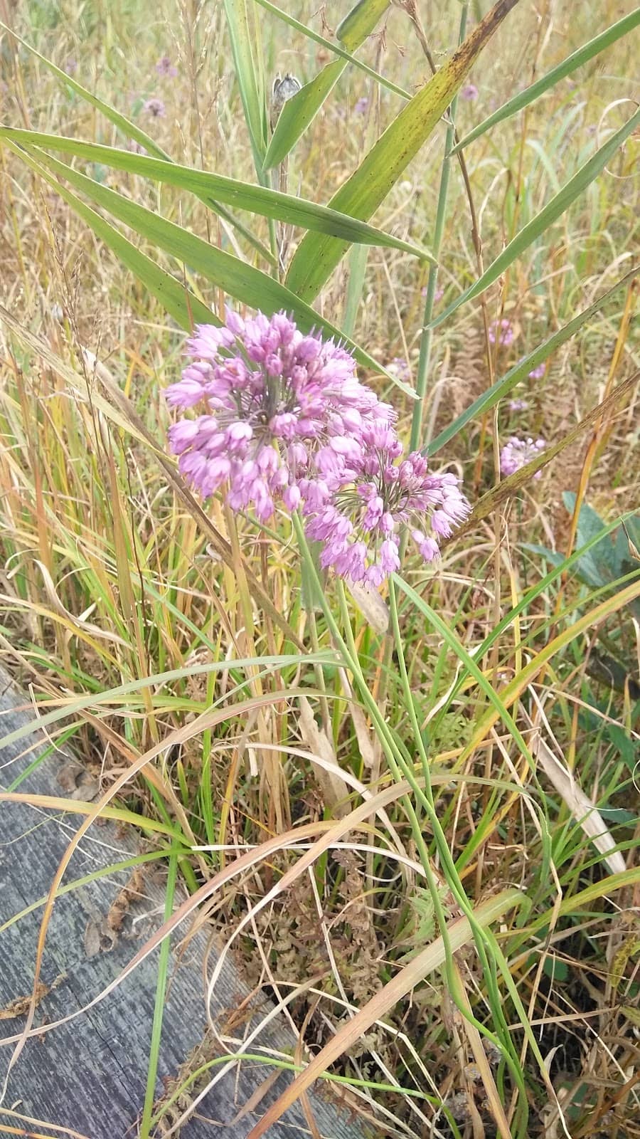 Hakone Ropeway & Owakudani