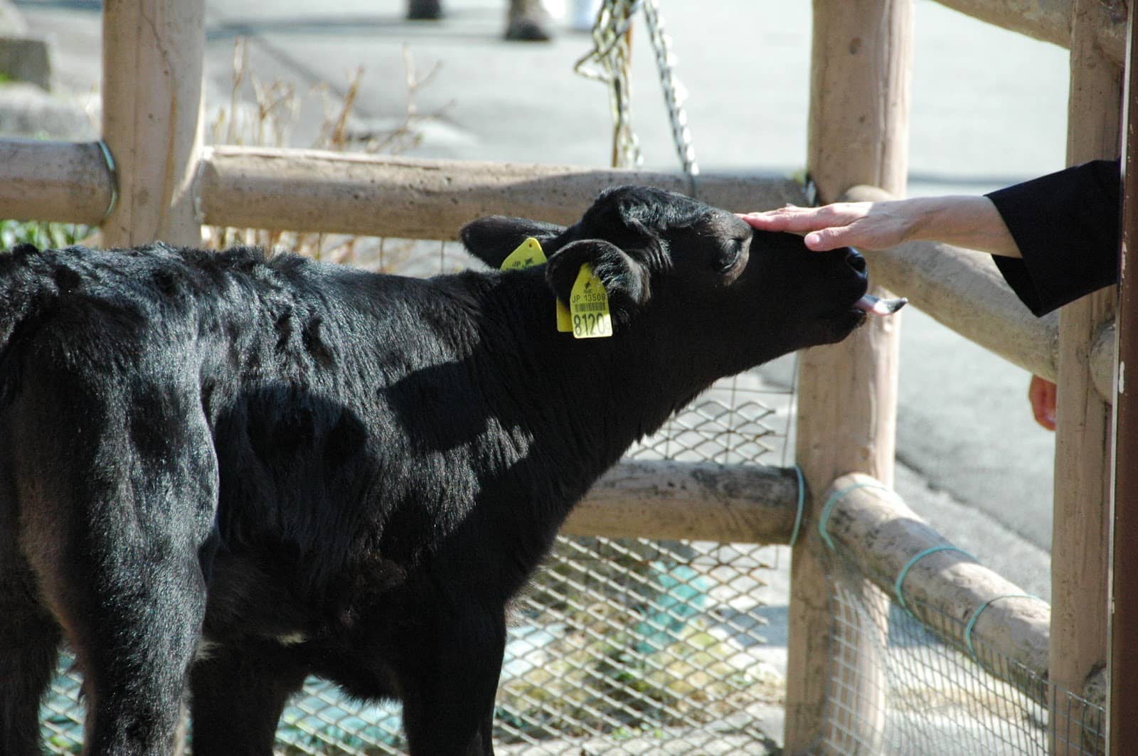 Vegetable Gardens & Produce