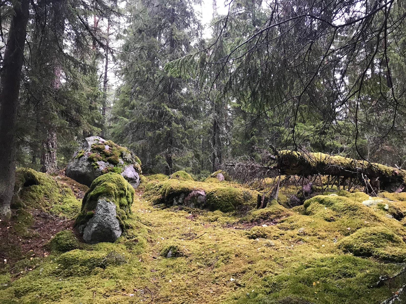 Hågadalen-Nåsten Nature Reserve - Image 1