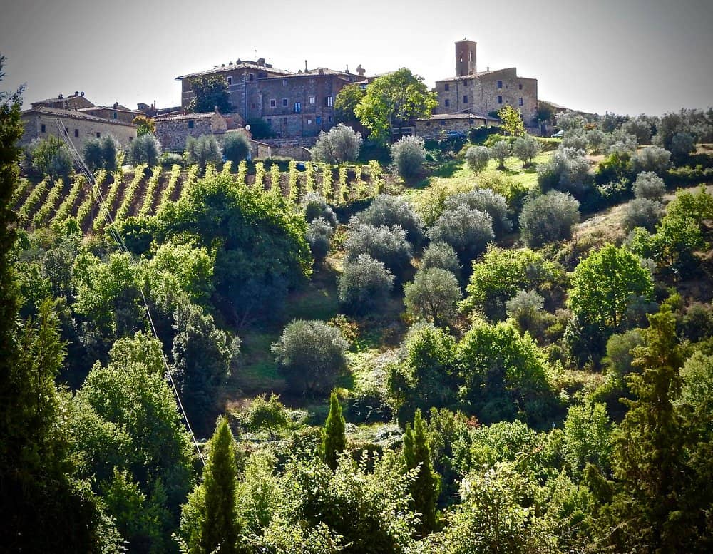 Brunello Wine Tasting