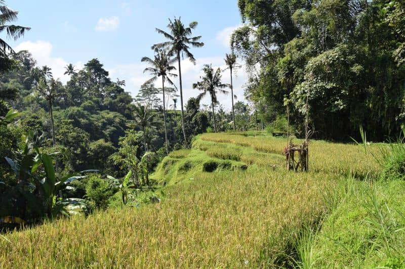 Pura Dalem Pingit Sebatu