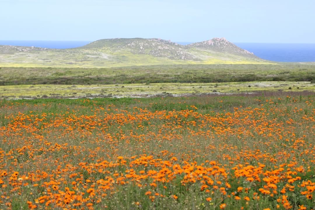 Postberg Flower Reserve - Image 1
