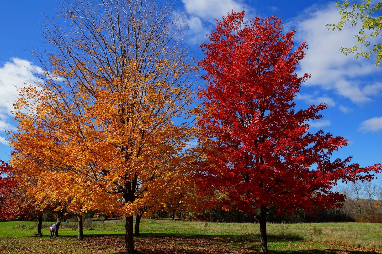 Green Spaces and Picnics