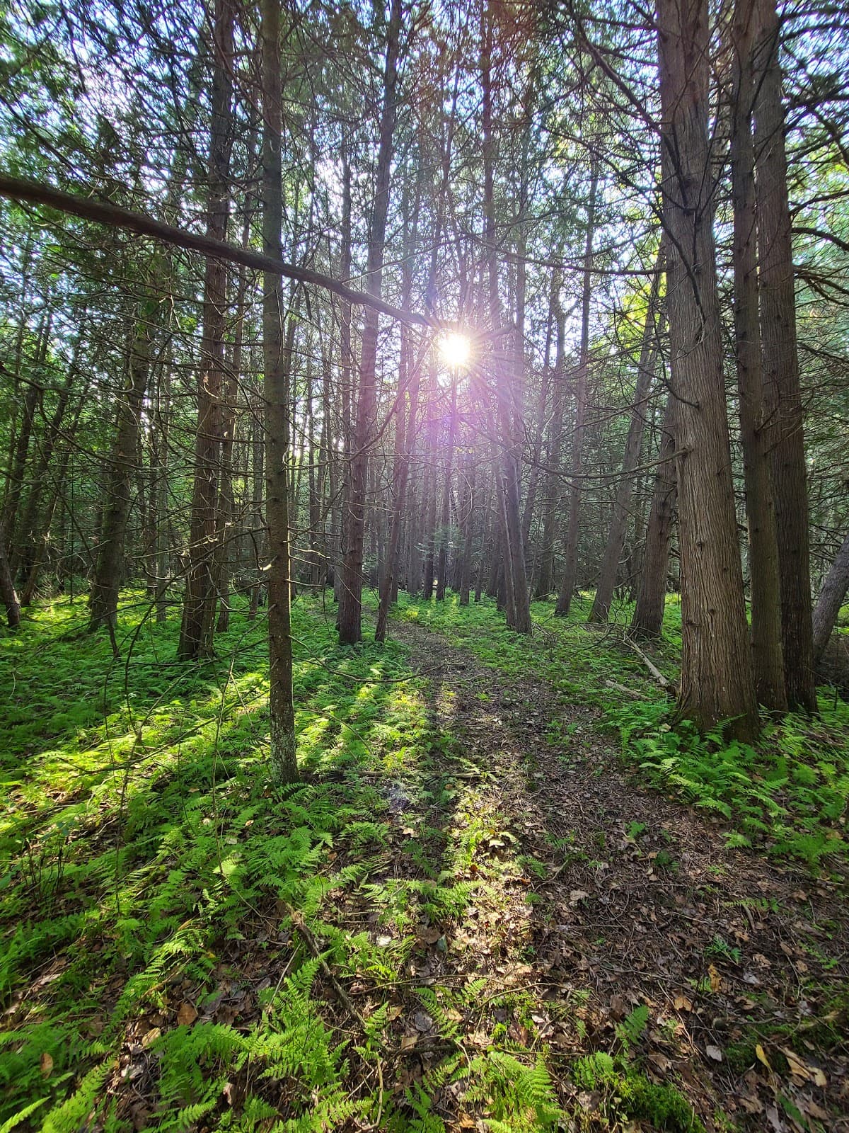 Pigeon River Headwaters CA - Image 1