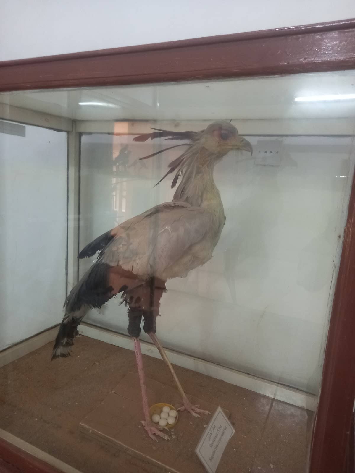 Geological Specimens