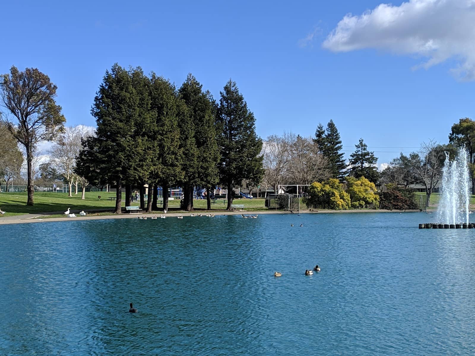 Duck Pond
