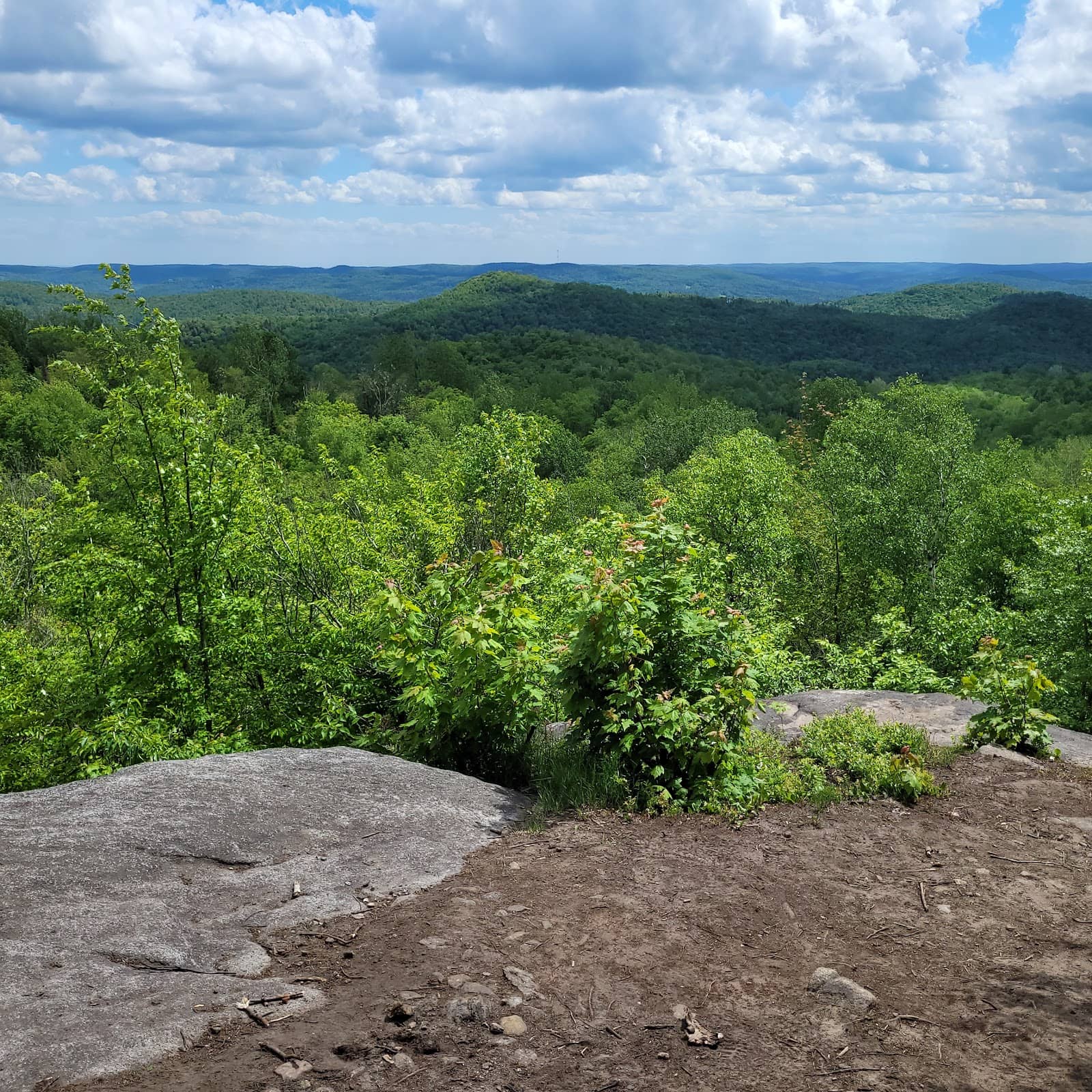 Dog-Friendly Trails