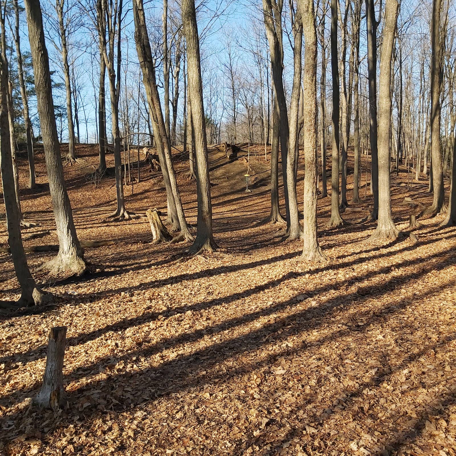 Spacious Dog Park