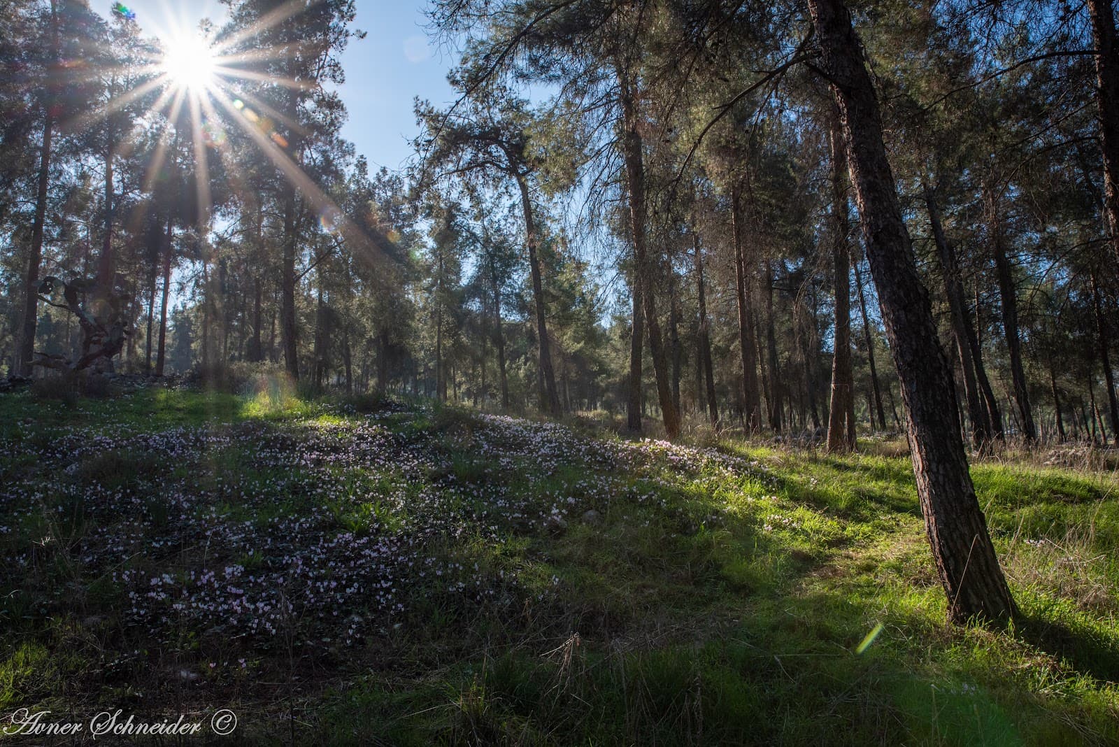 Lavi Forest - Image 1