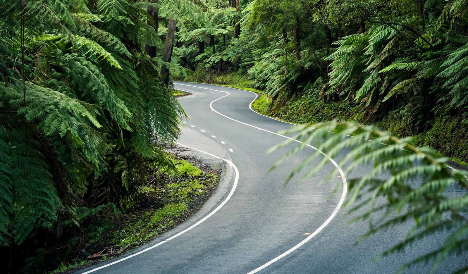 Black Spur Drive Victoria Australia - Image 1