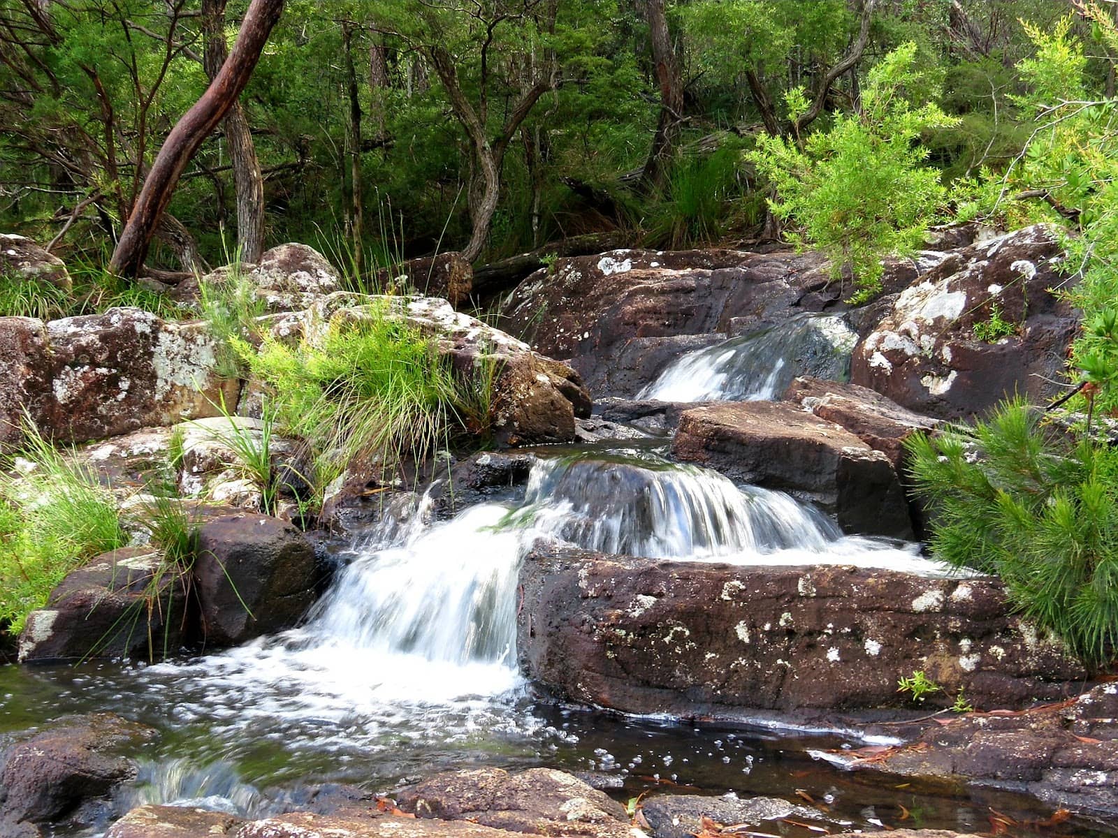 The Great Australian Forest