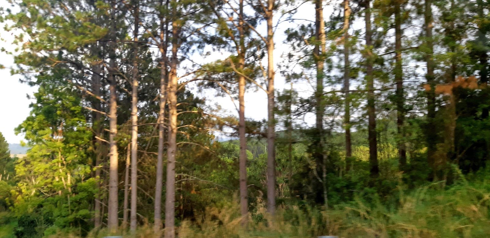 Bangalow village - Image 1