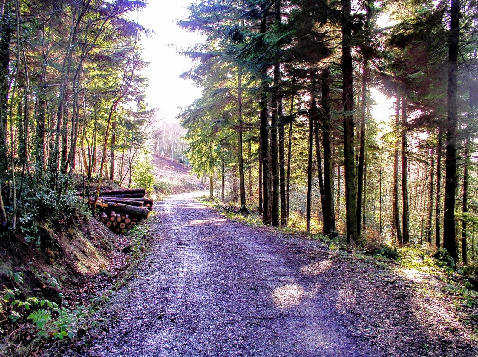 Hargate Forest - Image 1