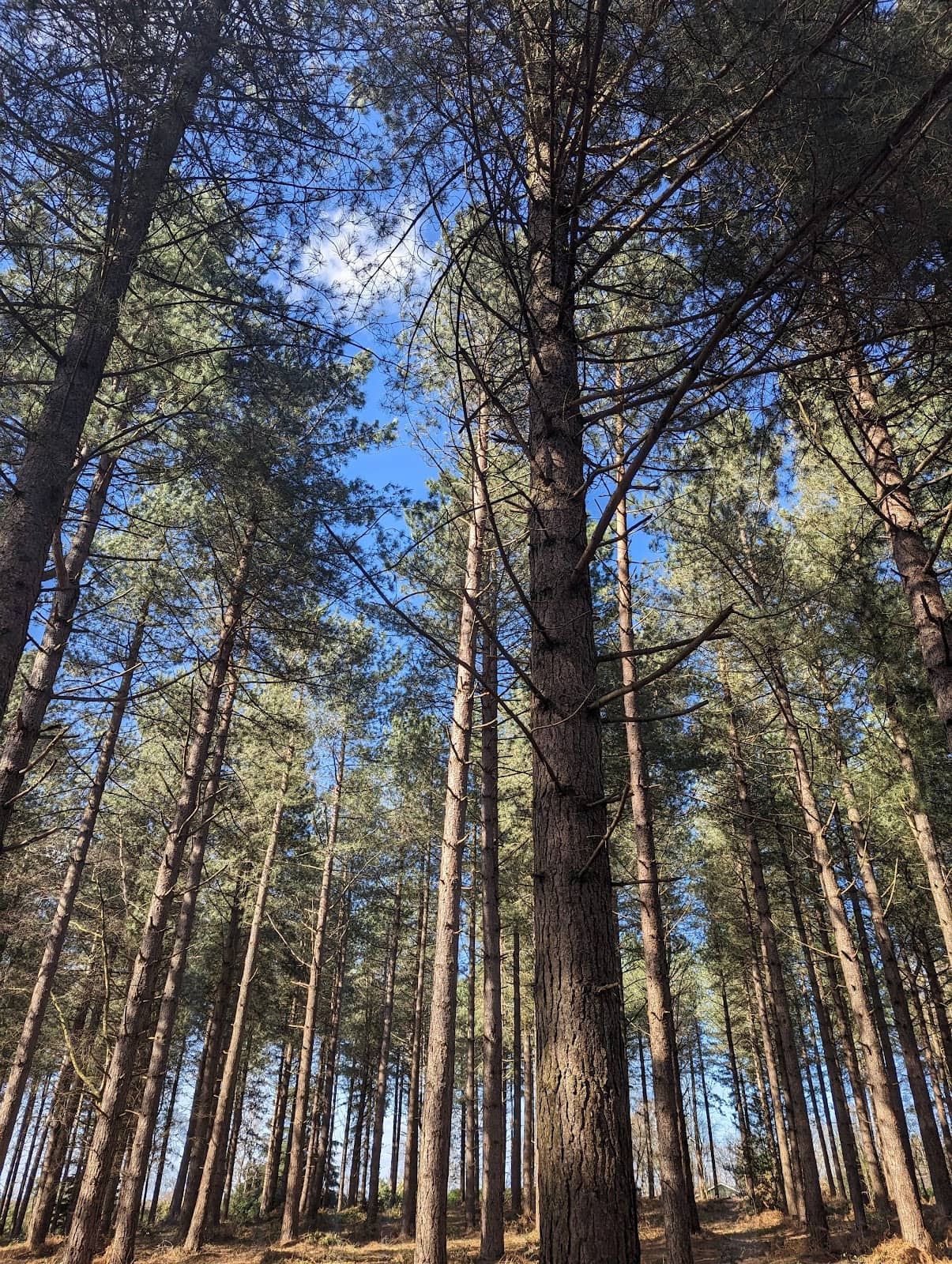 Vertical photo