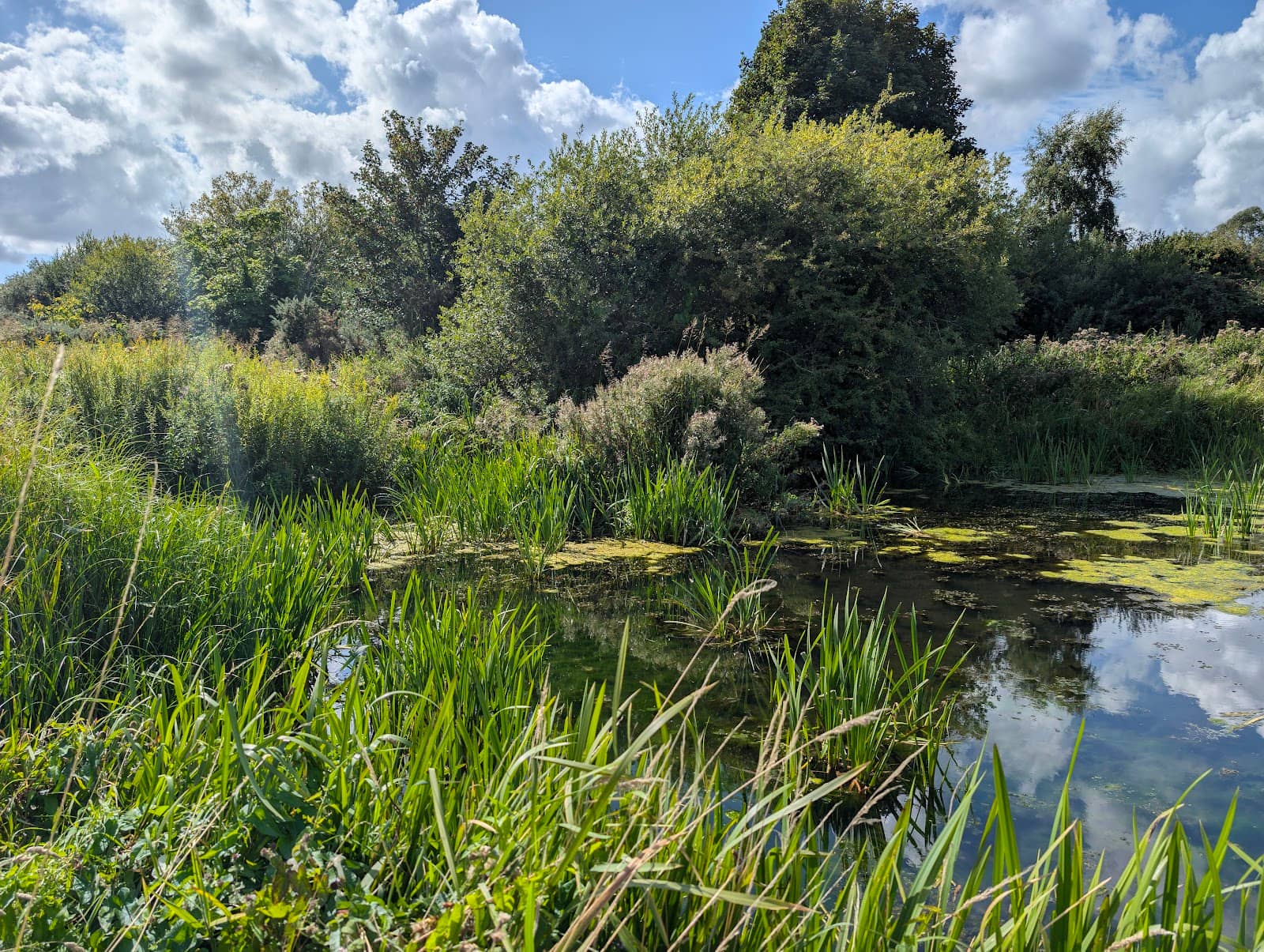 Bird Hide