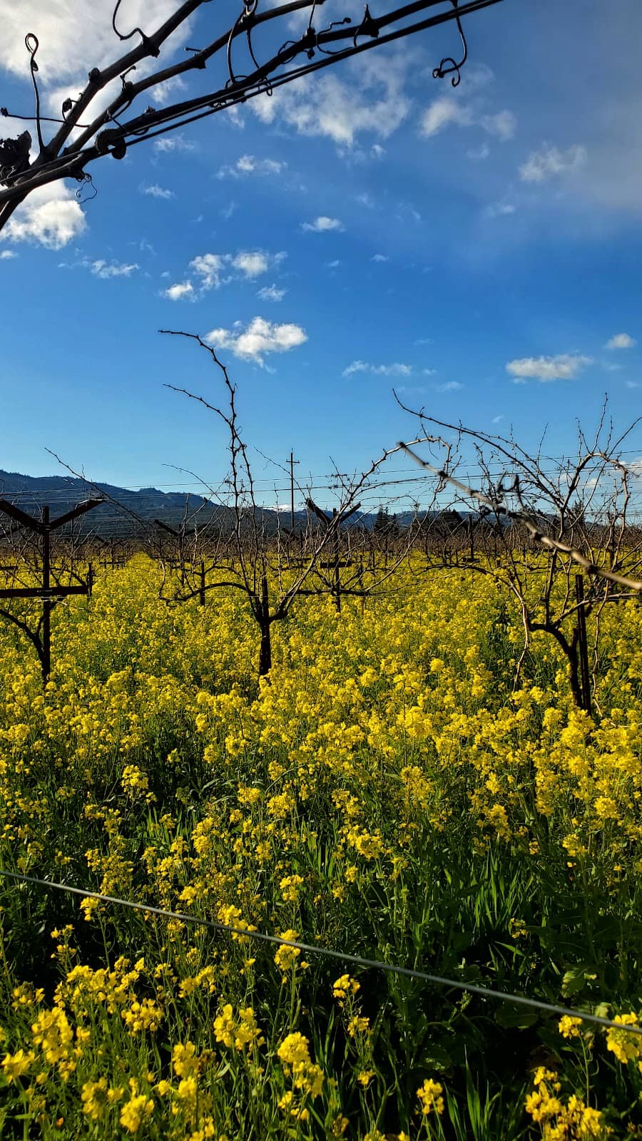 Lucy Webb Hayes' Gardens