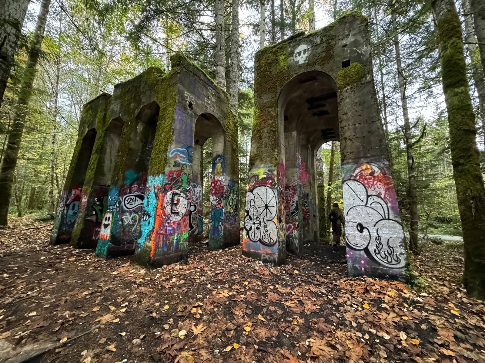 Forest Trails