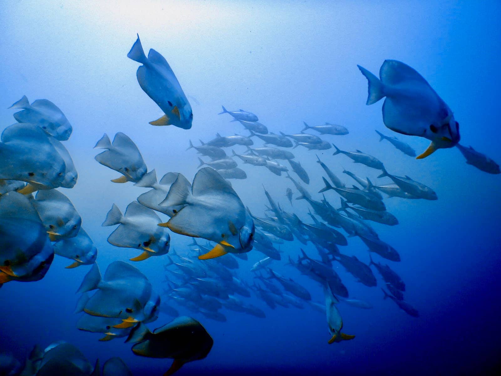 Shark and Ray Encounters