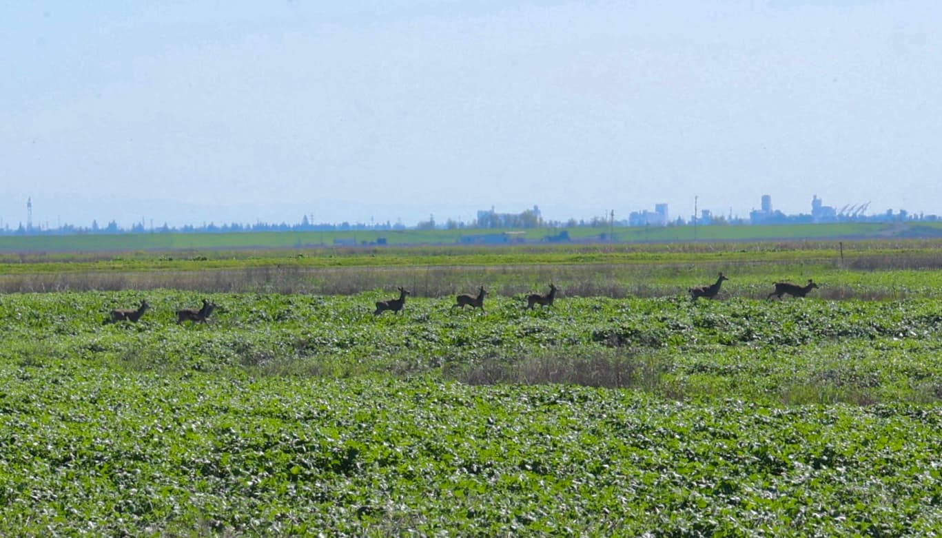 Davis Wetlands - Image 1