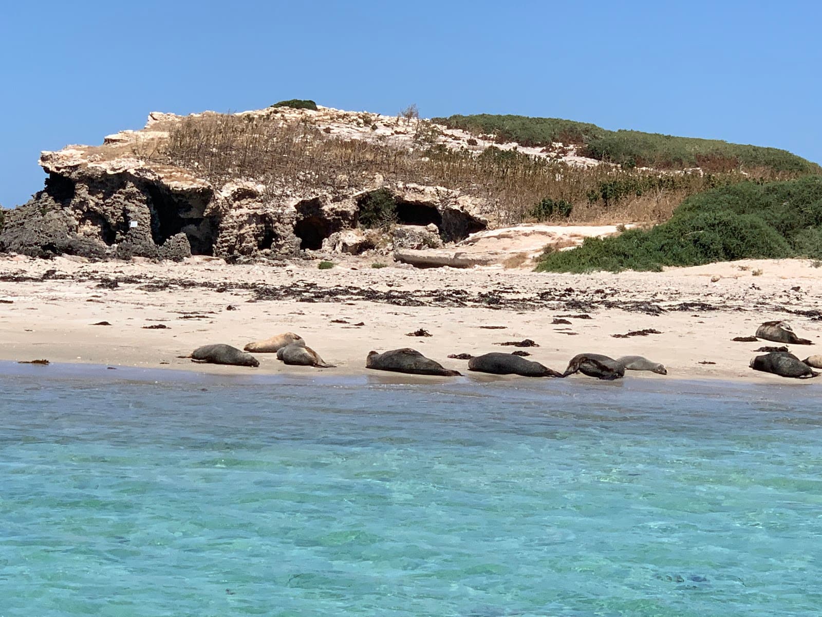 Seal Island (Shoalwater) - Image 1