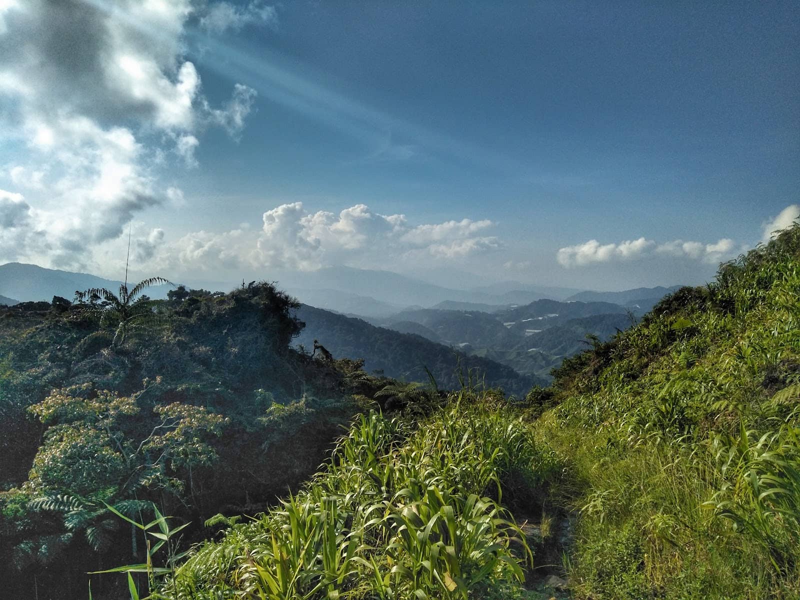 Tea Plantation Connection