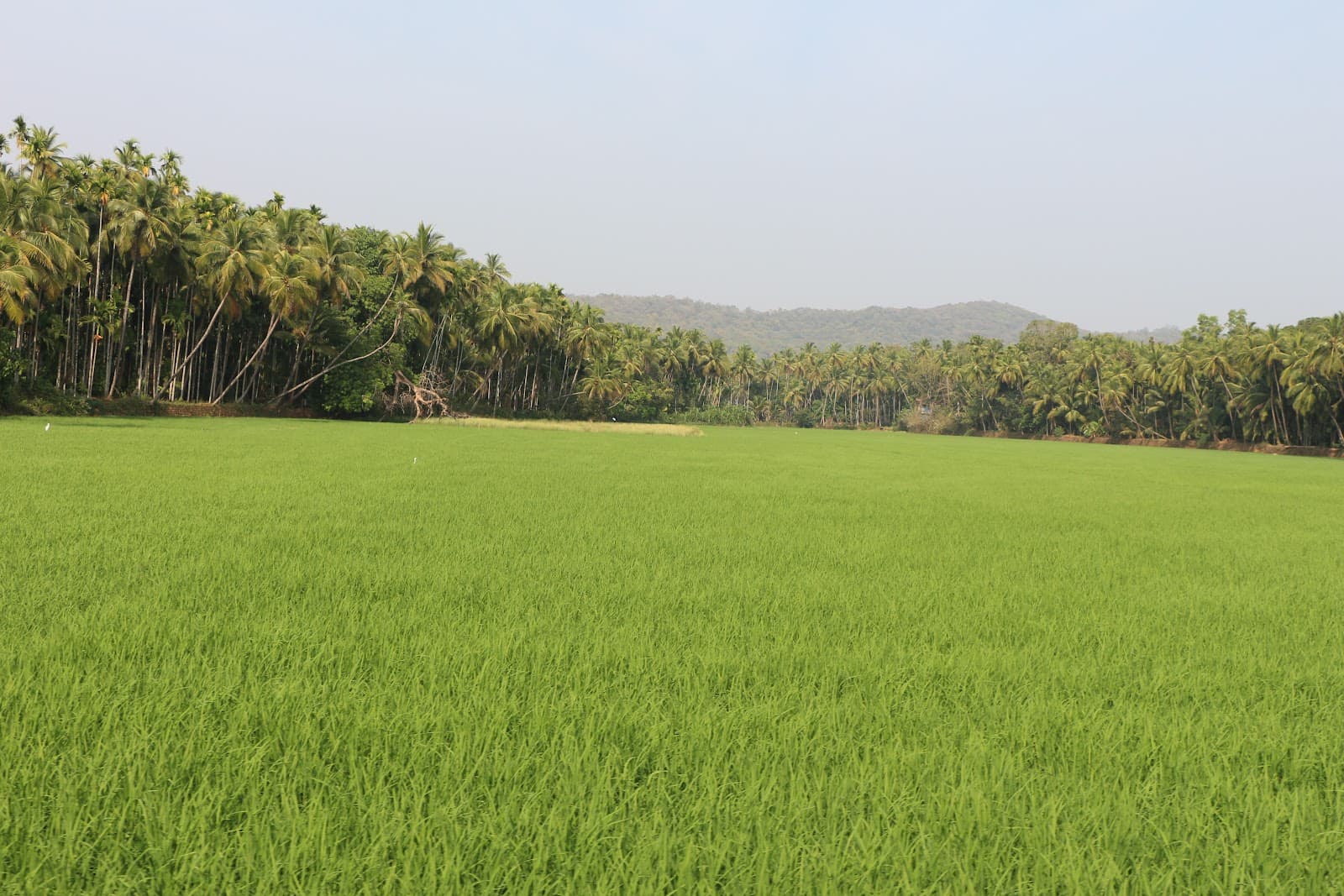 Poinguinim Goa - Image 1