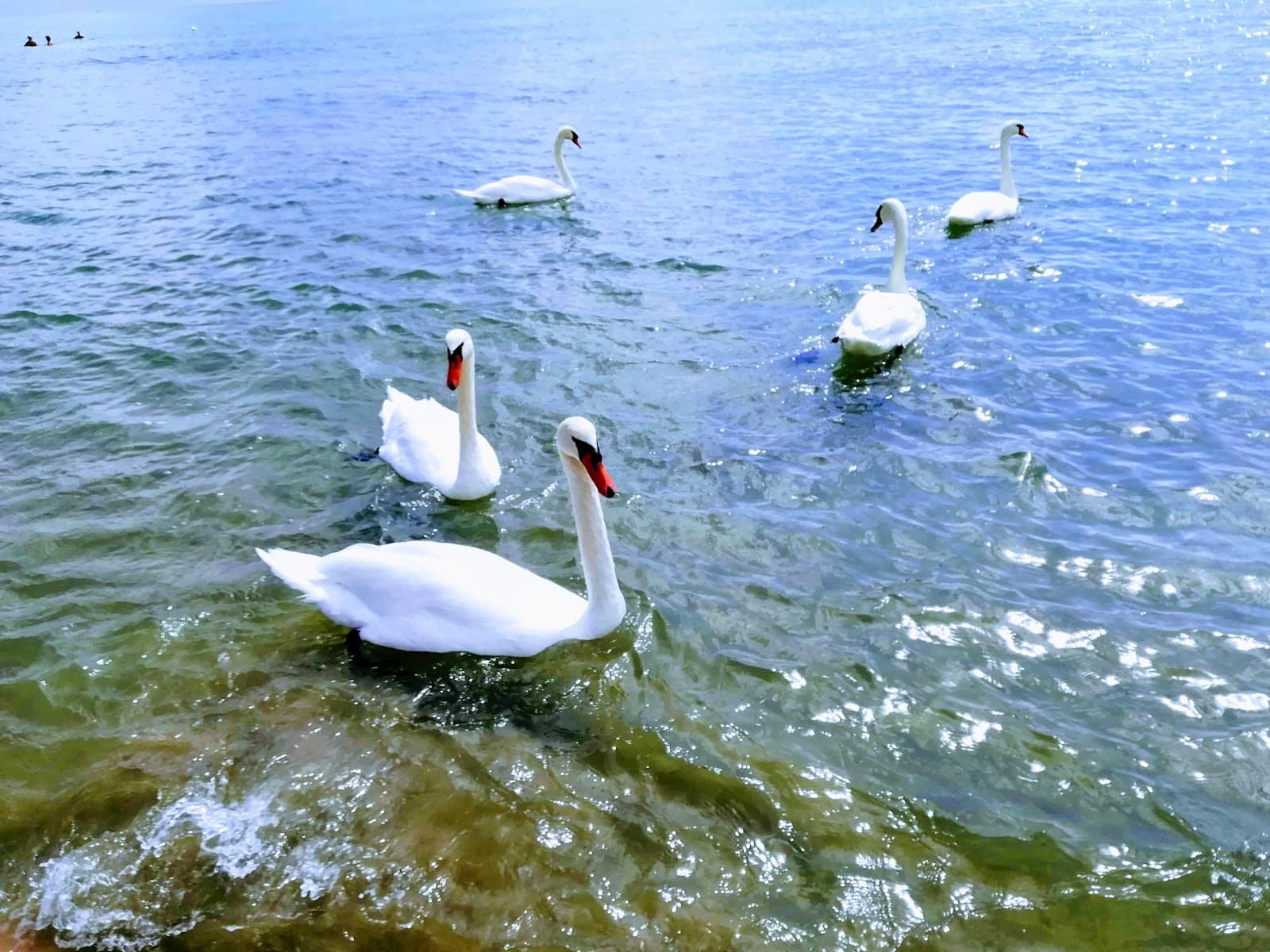 Gommapiuma di Jesolo Pineta