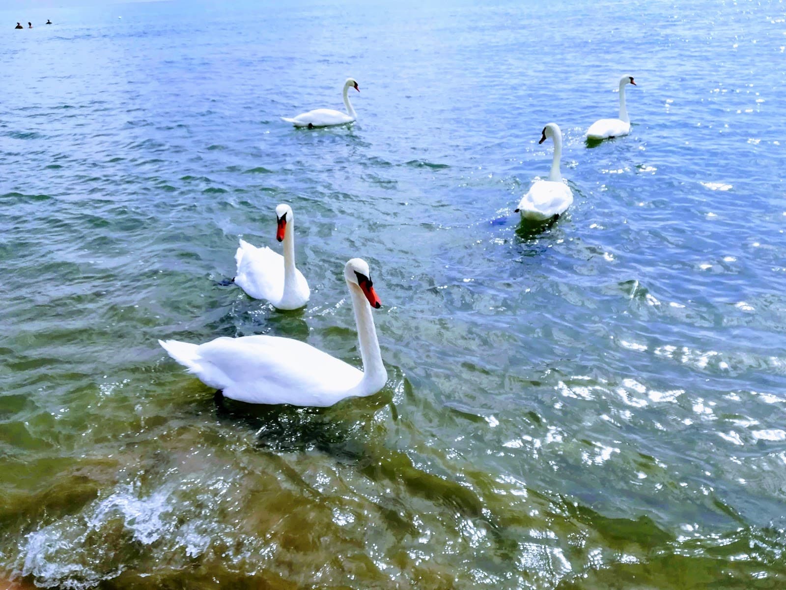 Jesolo Pineta - Image 1