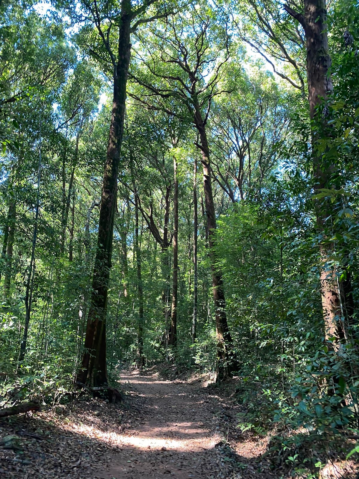 Kurinjal Peak Trek Kudremukh - Image 1