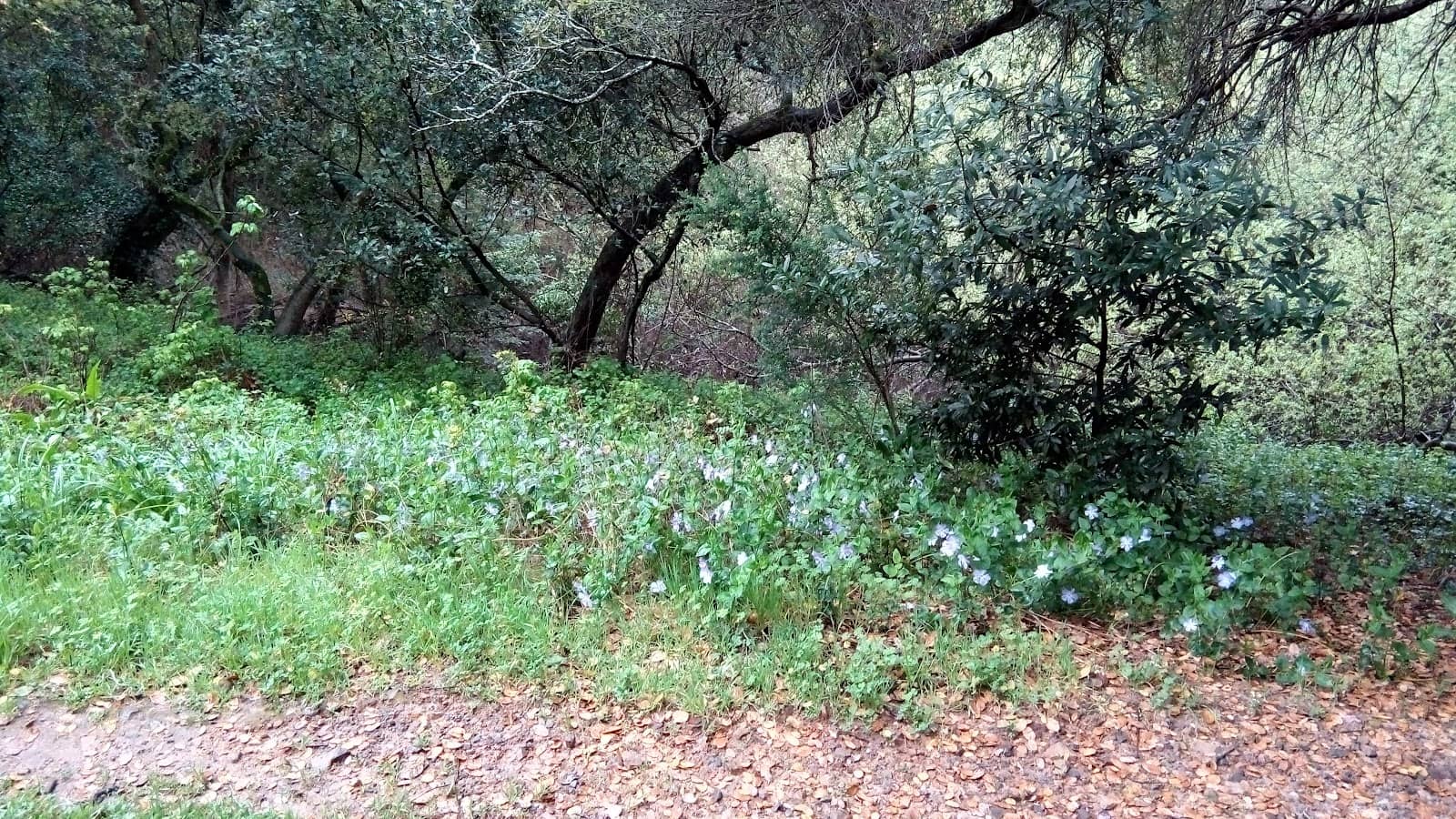 Proximity to Montclair Village