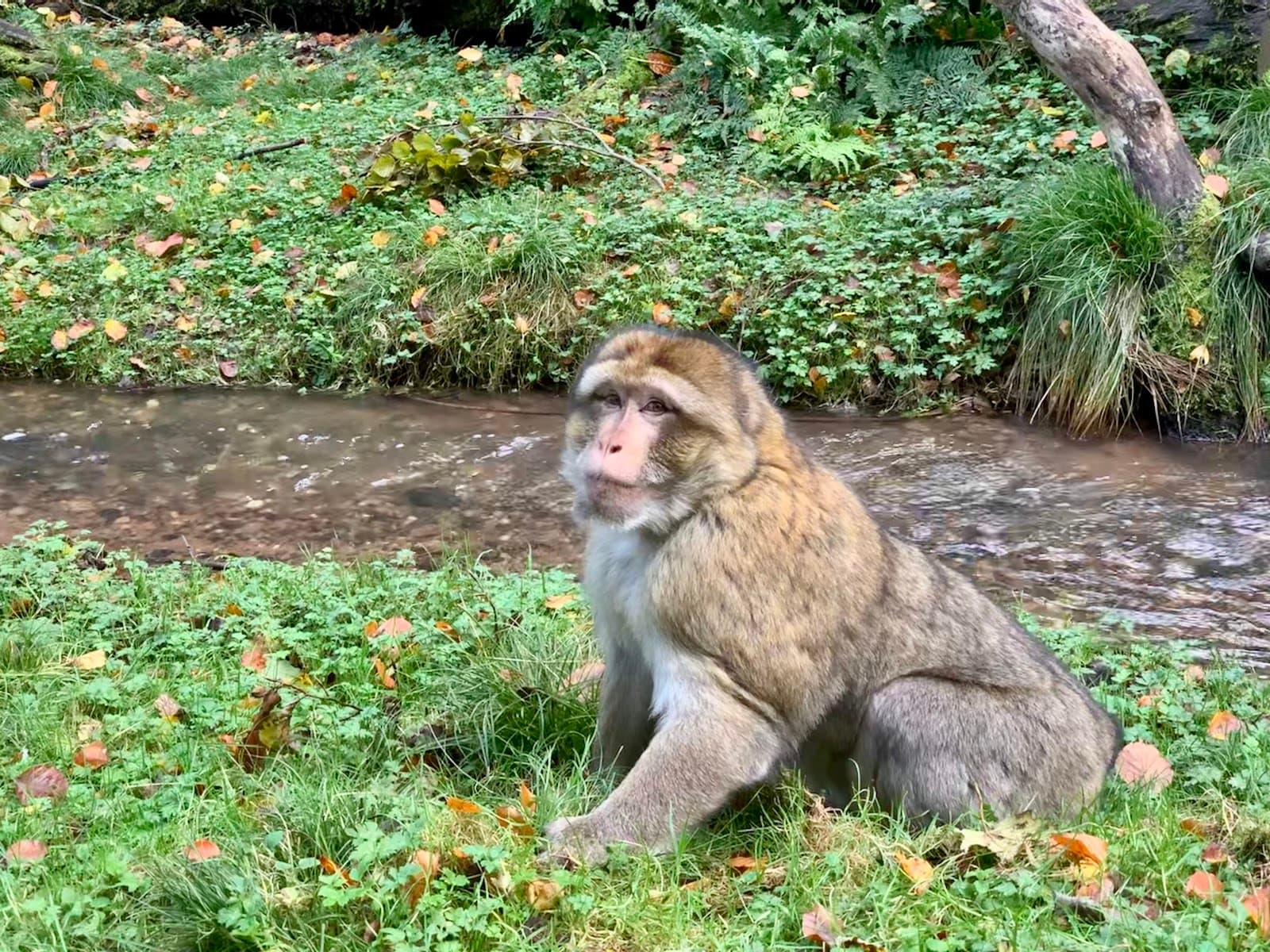 Trentham Monkey Forest - Image 1