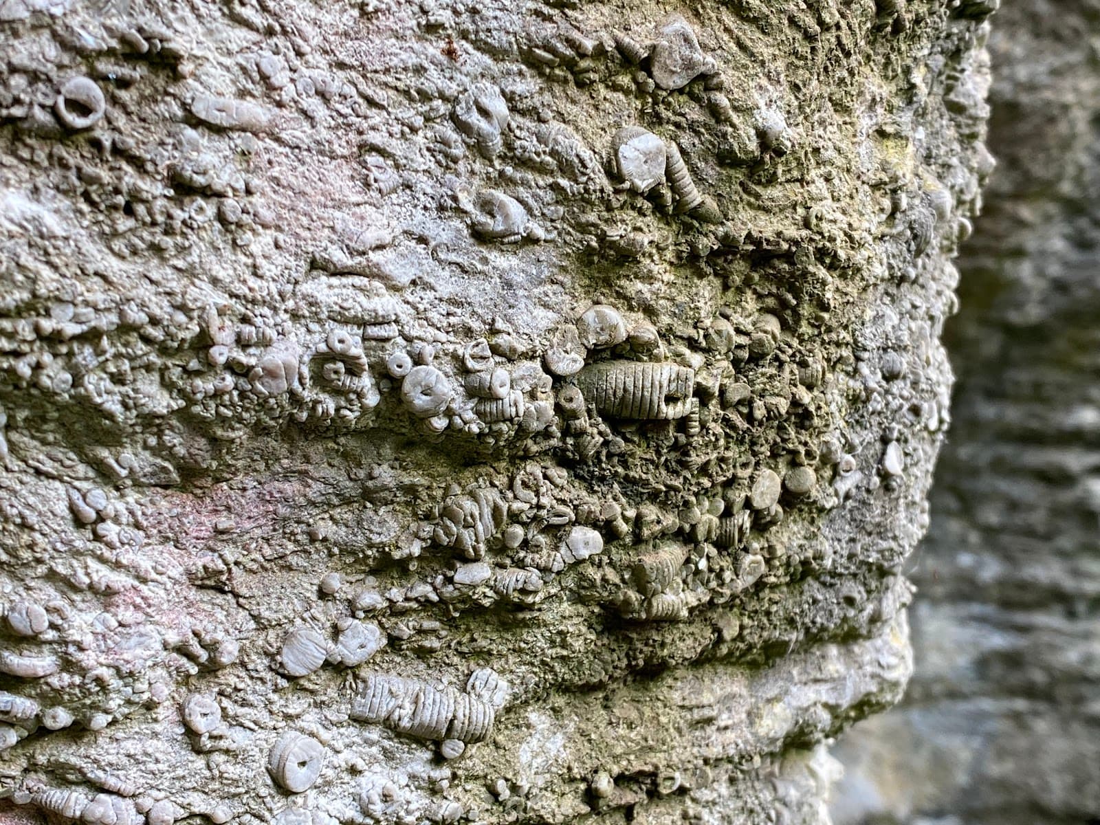 Salthill Quarry Nature Reserve - Image 1
