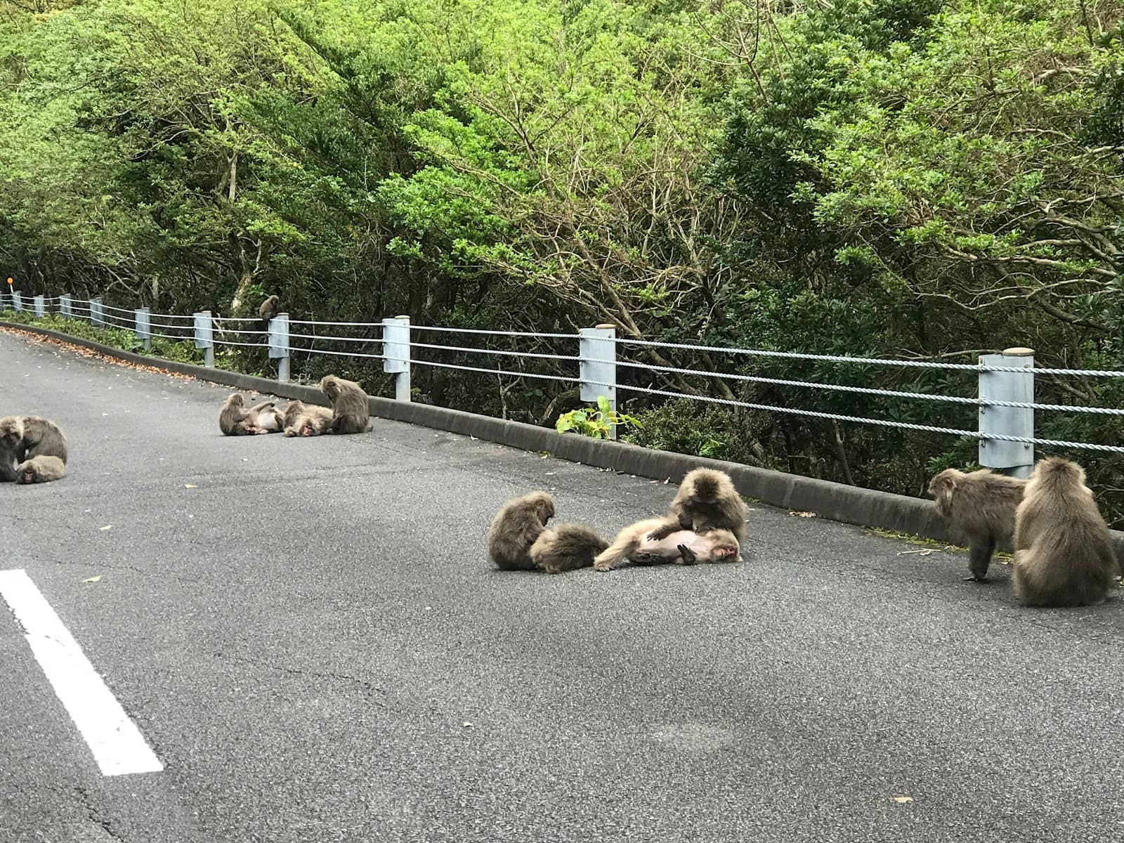 Yakushima's Mystical Ambiance