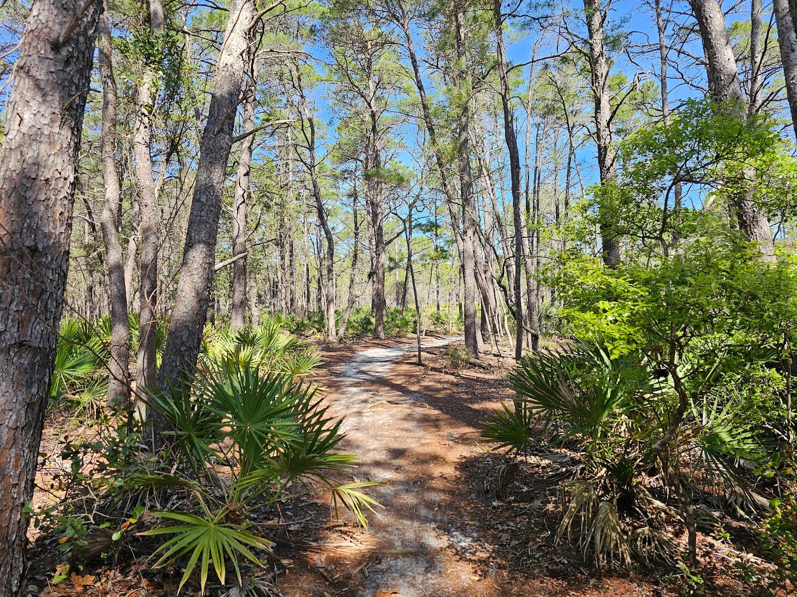 Grayton Beach Nature Trail - Image 1