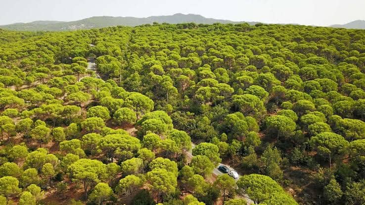 Stone Pine Forests