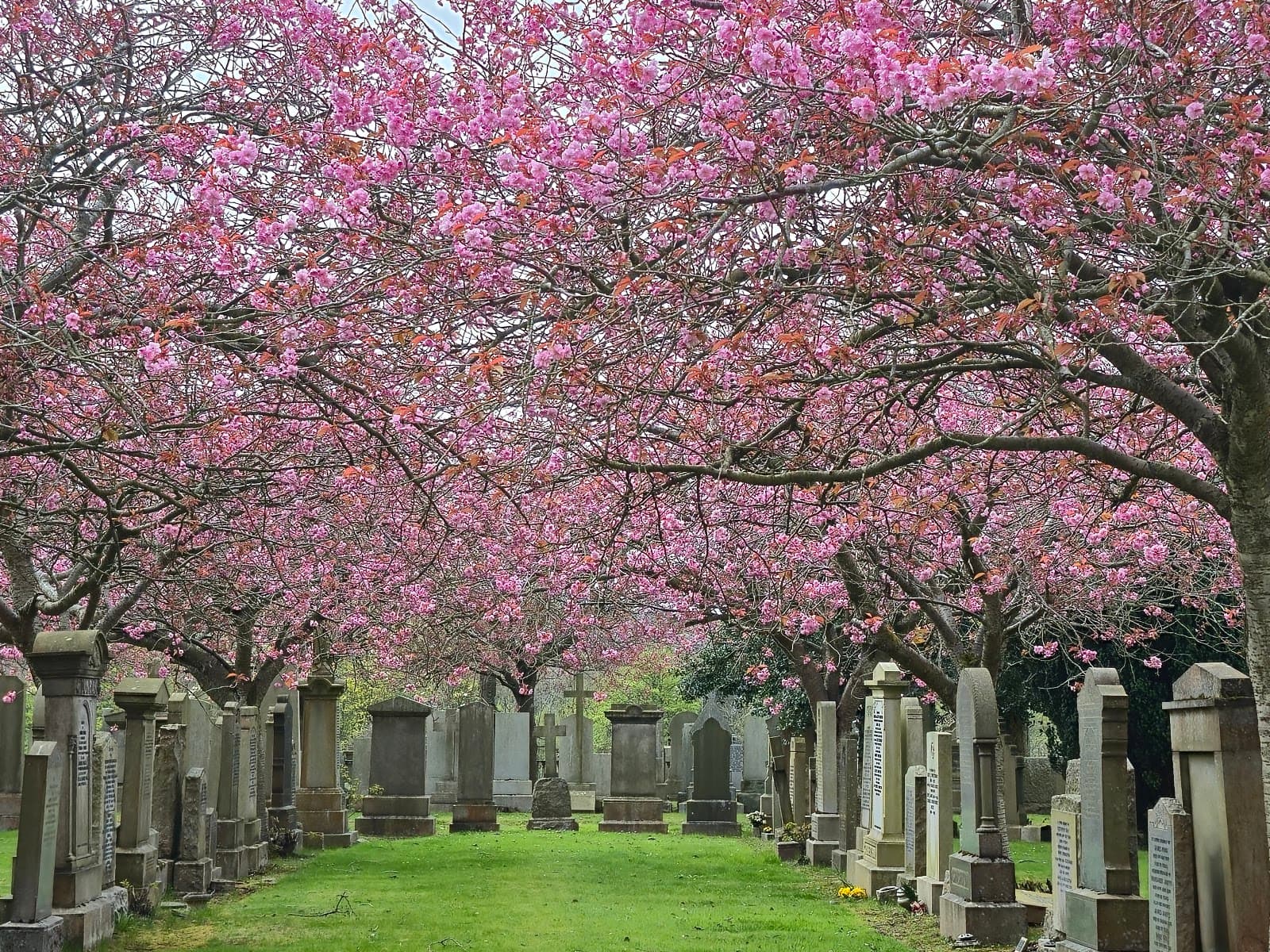 Allenvale Cemetery - Image 1