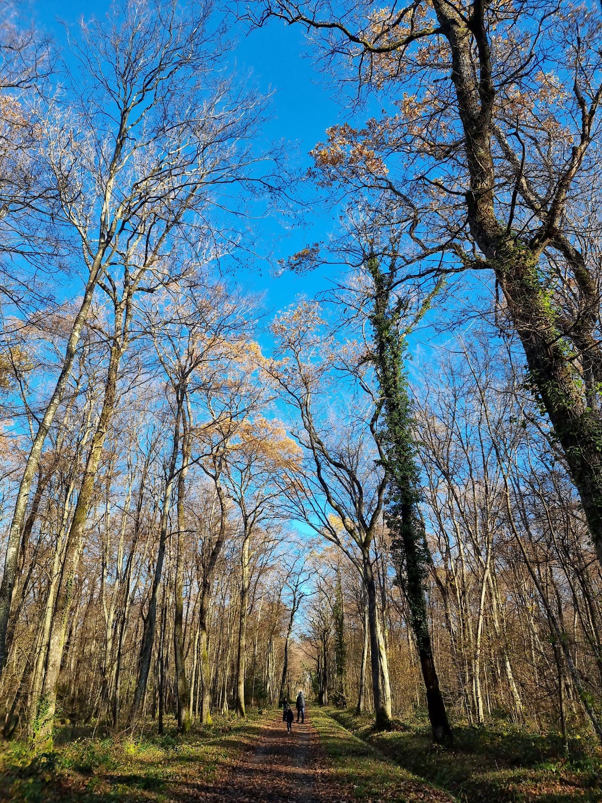 Bois de Jussy - Image 1