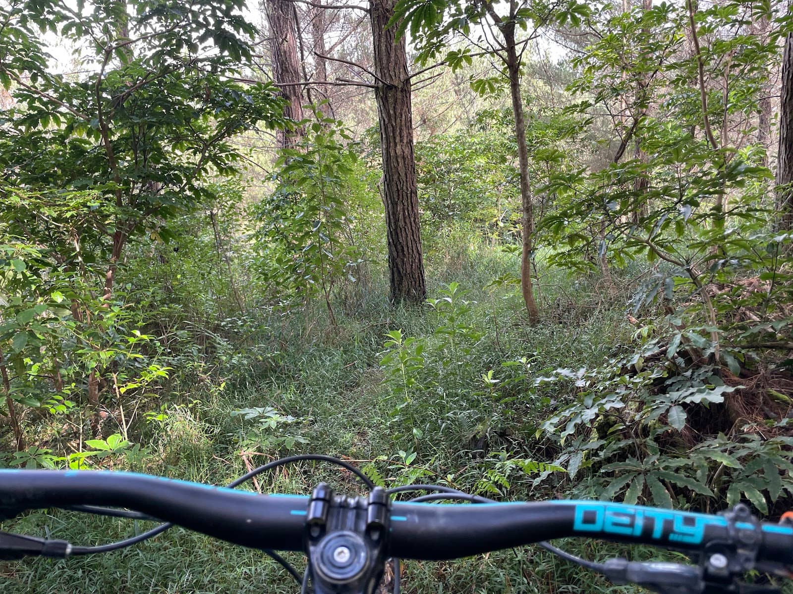 Waitangi Track