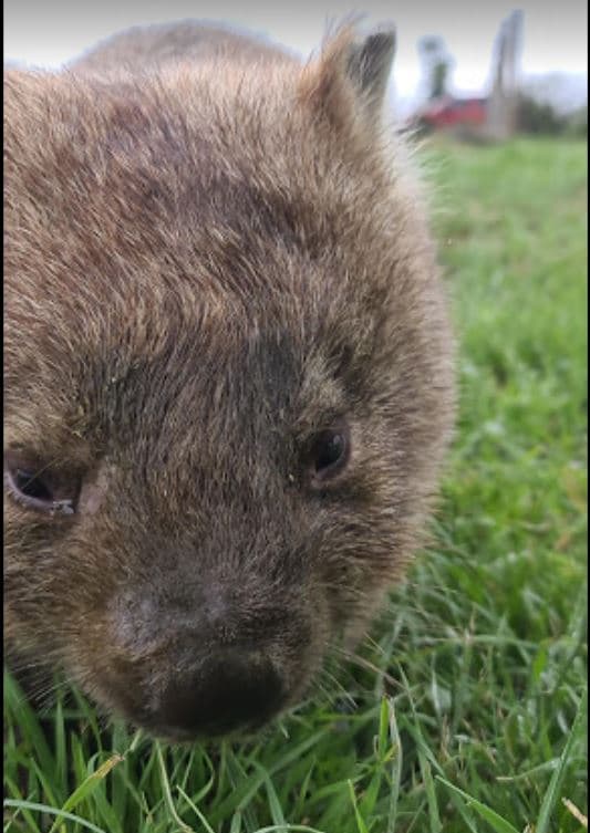 Taralga Wildlife Park - Image 1
