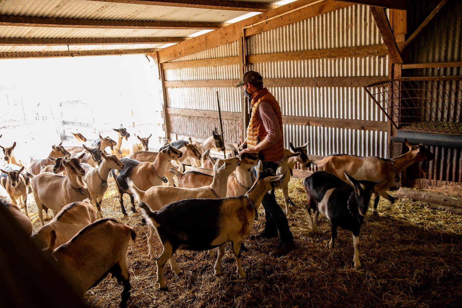 Harley Farms Goat Dairy - Image 1